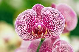 Fotoroleta piękny kwiat roślina tropikalny bukiet