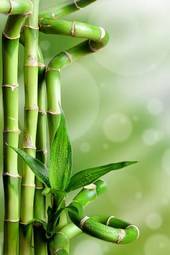 Naklejka roślina bambus botanika zbliżenie