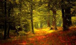 Naklejka natura las jesień