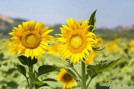 Plakat kwitnący rolnictwo słońce