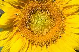 Obraz na płótnie kwitnący słonecznik lato roślina spirala