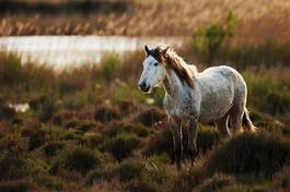 Fototapeta zwierzę ssak europa trawa piękny