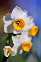 Fotoroleta narcyz ładny kwiat roślina