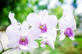Naklejka orhidea fiołek obraz spokojny tropikalny