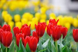 Fototapeta tulipan roślina kwiat różowy