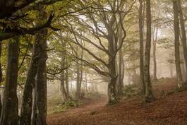 Fotoroleta włochy drzewa krajobraz europa