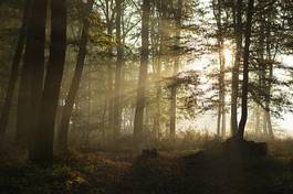 Fototapeta dziki natura piękny las jesień