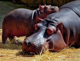 Fotoroleta hipopotam woda dziki safari oko