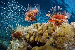 Obraz na płótnie podwodne tropikalny rafa