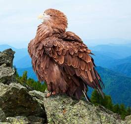 Fotoroleta portret natura ptak góra dziki