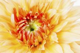 Fototapeta kwiat dalia rośliny ozdobne detal zbliżenie