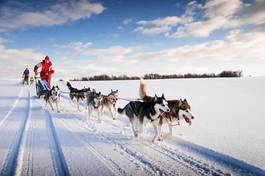 Fotoroleta lód śnieg wyścig pies ruch
