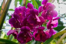 Naklejka egzotyczny obraz orhidea