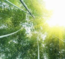 Naklejka drzewa witalność natura japoński
