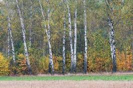 Fotoroleta pastwisko łąka jesień brzoza pejzaż