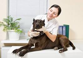 Naklejka medycyna zdrowy kobieta pies
