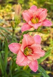 Obraz na płótnie lato ogród kwitnący roślina rosa