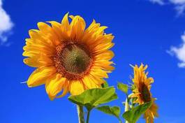 Fotoroleta słonecznik błękitne niebo lato żółty
