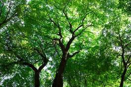 Fotoroleta polana drzewa bezdroża pejzaż
