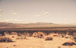 Fotoroleta pejzaż pustynia roślina wiejski