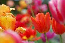 Naklejka tulipan roślina kwiat sprężyna wielkanoc