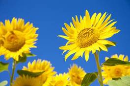 Naklejka kwiat słonecznik lato błękitne niebo