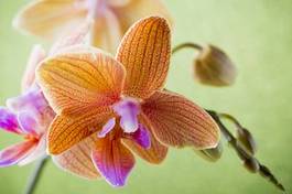 Fotoroleta pąk storczyk kwiat tropikalny obraz