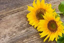 Plakat pole słońce pyłek słonecznik