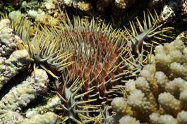 Obraz na płótnie morze rafa indonezja rozgwiazda malediwy