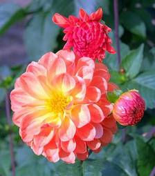 Fotoroleta kwiat roślina ogród