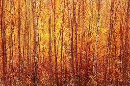 Naklejka widok las pejzaż jesień