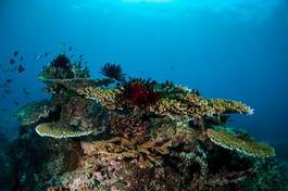 Naklejka koral słońce ryba woda morze