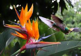 Plakat kostaryka portret egzotyczny koliber brazylia