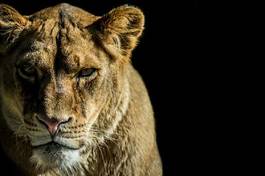 Obraz na płótnie safari lew warta zwierzę afryka