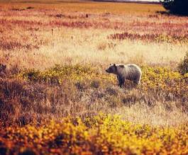 Naklejka natura niedźwiedź dziki trawa ameryka