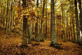 Plakat las drzewa jesień opowieść elfy