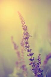 Fotoroleta lawenda bezdroża trawa pyłek ładny