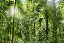 Obraz na płótnie bezdroża las roślina tropikalny słońce