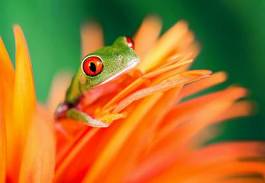 Naklejka gad natura żaba oko