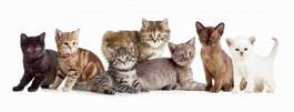 Fotoroleta panoramiczny kot kociak zwierzę ładny
