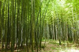 Fotoroleta zen bambus orientalne egzotyczny świeży