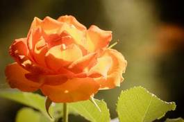Naklejka kwiat roślina rosa natura świeży
