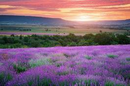 Fototapeta fiołek natura wzgórze trawa europa