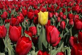 Naklejka holandia natura tulipan pole bukiet