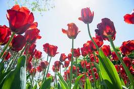 Naklejka natura ogród tulipan świeży