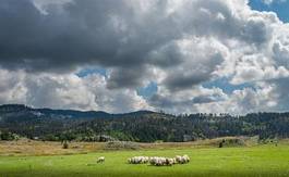 Naklejka świeży natura owca