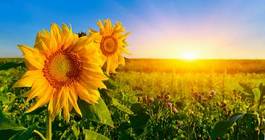 Obraz na płótnie pole słonecznik kwiat pejzaż