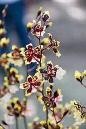 Fotoroleta kwiat natura ogród storczyk roślina