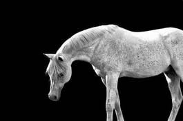 Fotoroleta stadnina dziki koń portret natura
