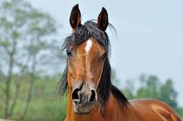 Fotoroleta koń arabski źrebak